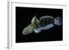 Amblygobius Phalaena (Banded Goby, Whitebarred Goby)-Paul Starosta-Framed Photographic Print