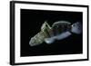 Amblygobius Phalaena (Banded Goby, Whitebarred Goby)-Paul Starosta-Framed Photographic Print