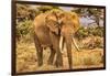 Amboseli elephant, Amboseli Nation Park, Africa-John Wilson-Framed Photographic Print