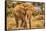 Amboseli elephant, Amboseli Nation Park, Africa-John Wilson-Framed Stretched Canvas