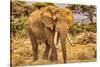 Amboseli elephant, Amboseli Nation Park, Africa-John Wilson-Stretched Canvas