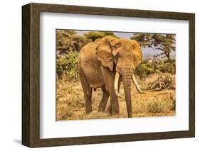 Amboseli elephant, Amboseli Nation Park, Africa-John Wilson-Framed Photographic Print