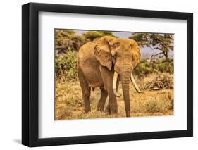 Amboseli elephant, Amboseli Nation Park, Africa-John Wilson-Framed Photographic Print