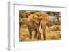 Amboseli elephant, Amboseli Nation Park, Africa-John Wilson-Framed Photographic Print