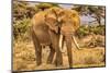 Amboseli elephant, Amboseli Nation Park, Africa-John Wilson-Mounted Photographic Print