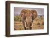 Amboseli elephant, Amboseli Nation Park, Africa-John Wilson-Framed Photographic Print