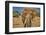 Amboseli elephant, Amboseli Nation Park, Africa-John Wilson-Framed Photographic Print