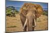 Amboseli elephant, Amboseli Nation Park, Africa-John Wilson-Mounted Photographic Print