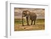 Amboseli elephant, Amboseli National Park, Africa-John Wilson-Framed Photographic Print