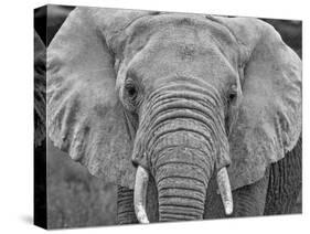 Amboseli elephant, Amboseli National Park, Africa-John Wilson-Stretched Canvas