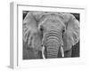 Amboseli elephant, Amboseli National Park, Africa-John Wilson-Framed Photographic Print