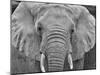 Amboseli elephant, Amboseli National Park, Africa-John Wilson-Mounted Photographic Print