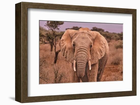 Amboseli elephant, Amboseli National Park, Africa-John Wilson-Framed Photographic Print