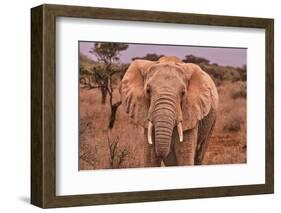 Amboseli elephant, Amboseli National Park, Africa-John Wilson-Framed Photographic Print