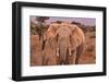 Amboseli elephant, Amboseli National Park, Africa-John Wilson-Framed Photographic Print