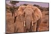 Amboseli elephant, Amboseli National Park, Africa-John Wilson-Mounted Photographic Print