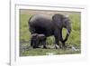 Amboseli Elephants in Marsh, Amboseli, Kenya, Africa-Kymri Wilt-Framed Photographic Print