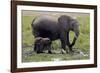 Amboseli Elephants in Marsh, Amboseli, Kenya, Africa-Kymri Wilt-Framed Photographic Print