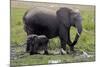 Amboseli Elephants in Marsh, Amboseli, Kenya, Africa-Kymri Wilt-Mounted Photographic Print