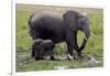 Amboseli Elephants in Marsh, Amboseli, Kenya, Africa-Kymri Wilt-Framed Photographic Print