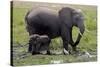 Amboseli Elephants in Marsh, Amboseli, Kenya, Africa-Kymri Wilt-Stretched Canvas