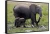 Amboseli Elephants in Marsh, Amboseli, Kenya, Africa-Kymri Wilt-Framed Stretched Canvas