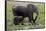 Amboseli Elephants in Marsh, Amboseli, Kenya, Africa-Kymri Wilt-Framed Stretched Canvas