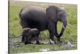 Amboseli Elephants in Marsh, Amboseli, Kenya, Africa-Kymri Wilt-Stretched Canvas