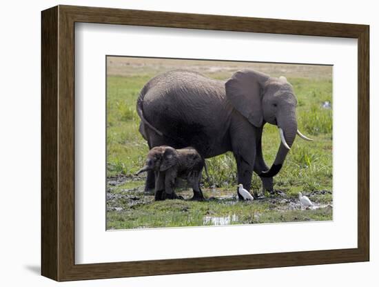 Amboseli Elephants in Marsh, Amboseli, Kenya, Africa-Kymri Wilt-Framed Photographic Print