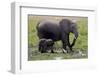 Amboseli Elephants in Marsh, Amboseli, Kenya, Africa-Kymri Wilt-Framed Photographic Print