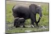 Amboseli Elephants in Marsh, Amboseli, Kenya, Africa-Kymri Wilt-Mounted Photographic Print