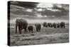 Amboseli Elephants-Jorge Llovet-Stretched Canvas