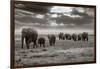 Amboseli Elephants-Jorge Llovet-Framed Art Print