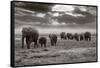 Amboseli Elephants-Jorge Llovet-Framed Stretched Canvas