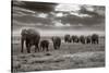 Amboseli Elephants-Jorge Llovet-Stretched Canvas