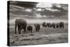 Amboseli Elephants-Jorge Llovet-Stretched Canvas