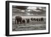 Amboseli Elephants-Jorge Llovet-Framed Art Print