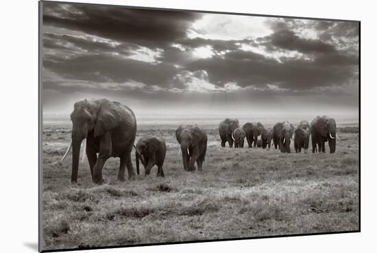 Amboseli Elephants-Jorge Llovet-Mounted Art Print