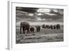 Amboseli Elephants-Jorge Llovet-Framed Art Print