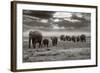 Amboseli Elephants-Jorge Llovet-Framed Art Print
