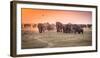 Amboseli Morning Stroll to Starbucks-Jeffrey C. Sink-Framed Photographic Print