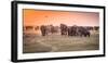 Amboseli Morning Stroll to Starbucks-Jeffrey C. Sink-Framed Photographic Print