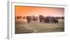 Amboseli Morning Stroll to Starbucks-Jeffrey C. Sink-Framed Photographic Print