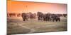 Amboseli Morning Stroll to Starbucks-Jeffrey C. Sink-Mounted Photographic Print