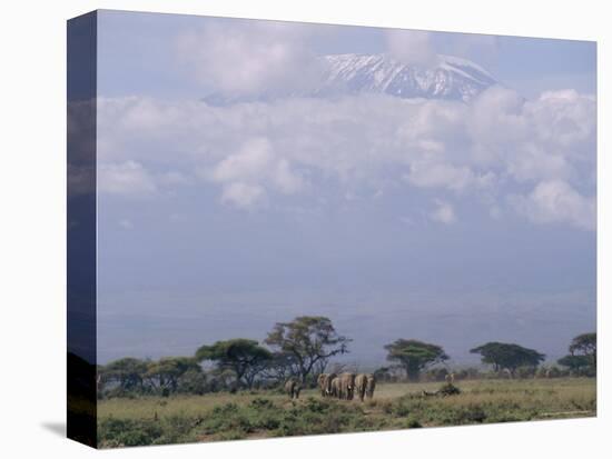 Amboseli National Park and Mt. Kilimanjaro, Kenya, Africa-Charles Bowman-Stretched Canvas