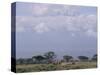 Amboseli National Park and Mt. Kilimanjaro, Kenya, Africa-Charles Bowman-Stretched Canvas