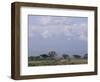 Amboseli National Park and Mt. Kilimanjaro, Kenya, Africa-Charles Bowman-Framed Photographic Print