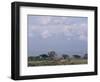 Amboseli National Park and Mt. Kilimanjaro, Kenya, Africa-Charles Bowman-Framed Photographic Print