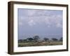 Amboseli National Park and Mt. Kilimanjaro, Kenya, Africa-Charles Bowman-Framed Photographic Print