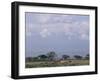 Amboseli National Park and Mt. Kilimanjaro, Kenya, Africa-Charles Bowman-Framed Photographic Print